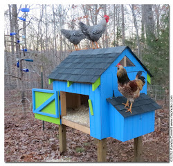 coop chicken rlephoto paradise garden randy meg roosters meet brought november
