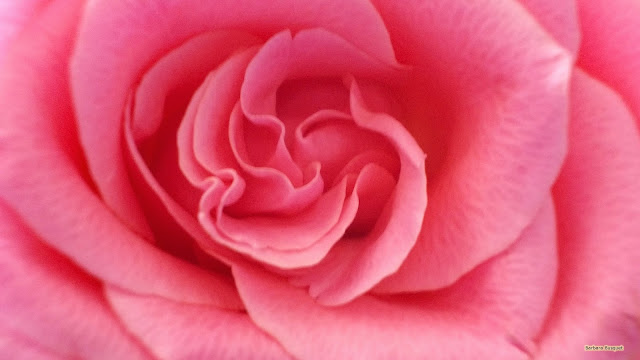 Achtergrond met roze roos
