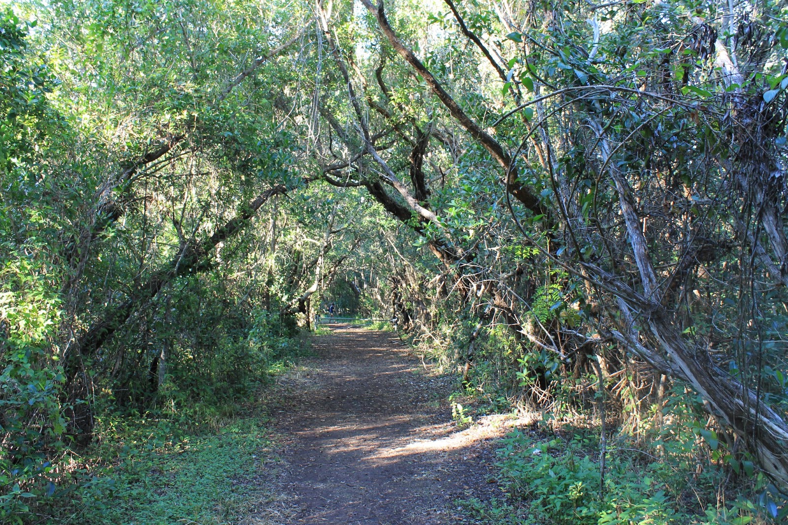 Daddy Day Hiker: Snake Bight Trail Everglades National Park (Florida)