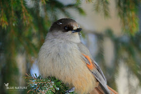 Arrendajo funesto - Siberian jay - Perisoreus infastus. También conocido como arrendajo siberiano, tiene una distribución muy extendida en el norte Eurasiático. Es muy llamativo por el color de sus plumas de la cola y las alas que destacan por ser de un naranja intenso.