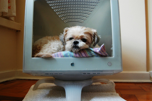 Cama - Porque todo shih tzu deve ter a sua