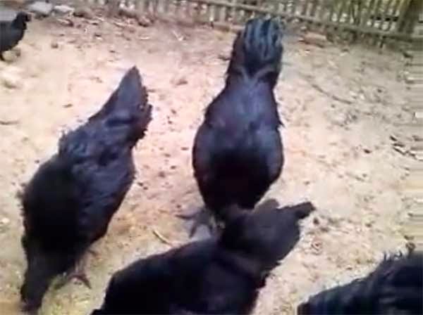 Ayam Cemani: Rare Black Chicken 'Inside and Out'