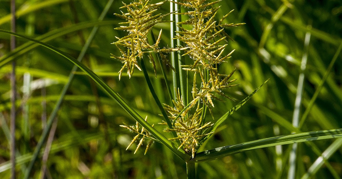 "What's Blooming Now" Yellow Nut Sedge (Cyperus esculentus)