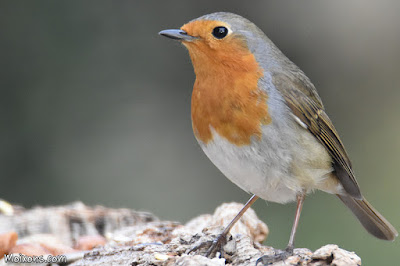 Pit-roig (Erithacus rubecula) Pit-roig (Erithacus rubecula)