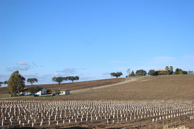 Olivais superintensivos de Beja