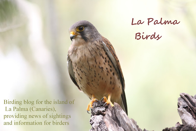 La Palma Birds