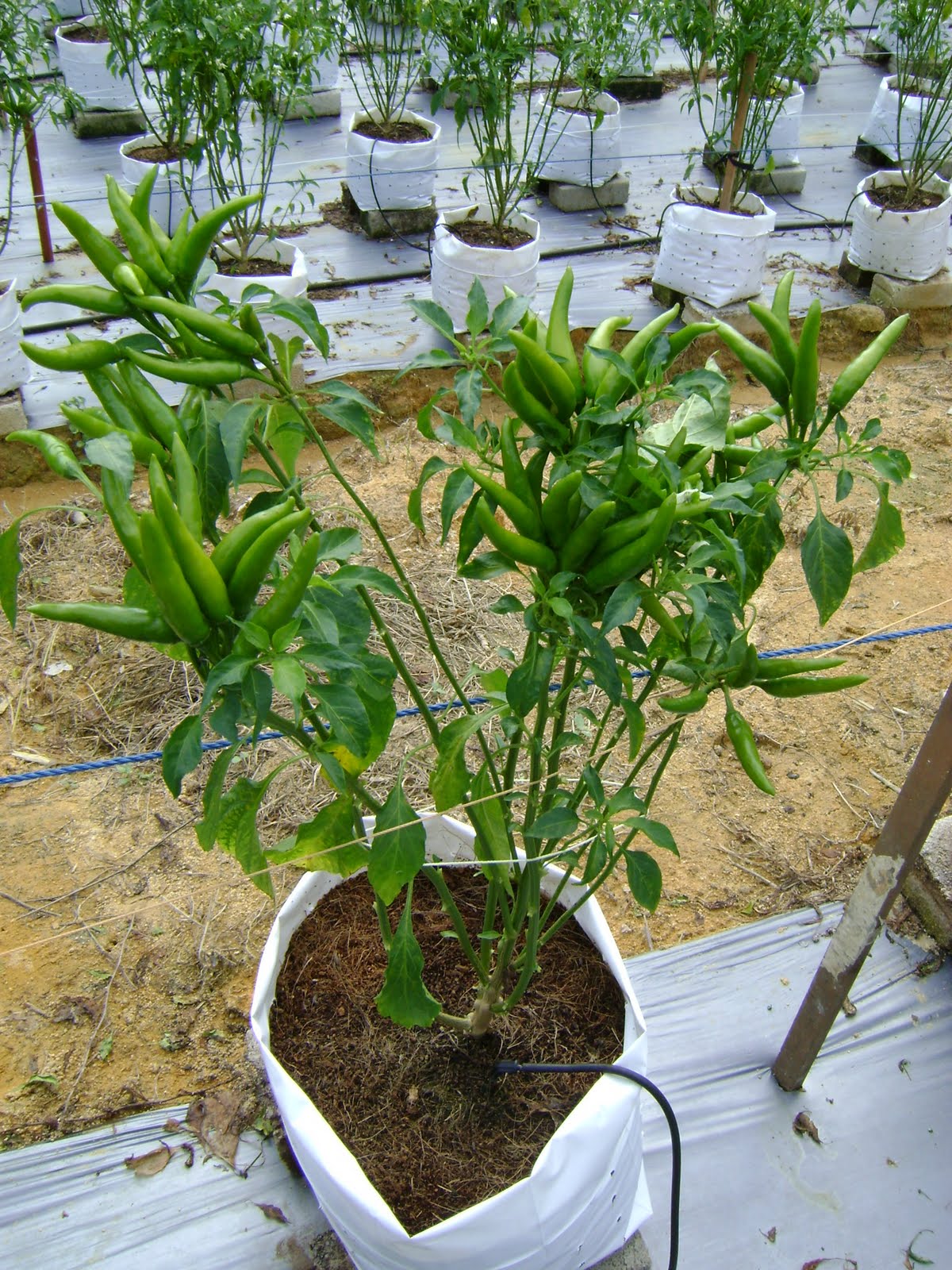 Infotani agro Cili Fertigasi