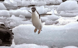 flying penguins april fools