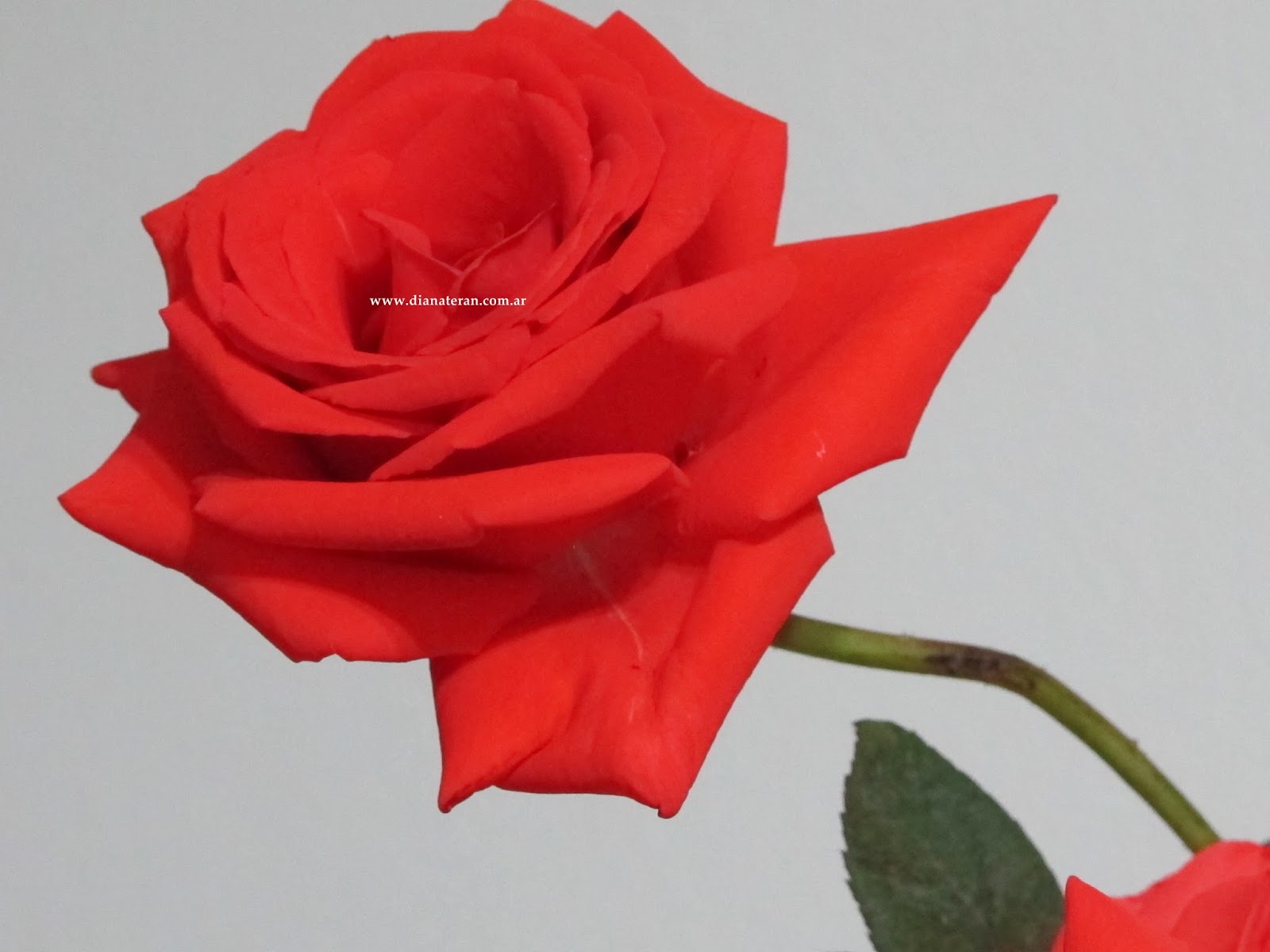 ROSAS HERMOSAS 🌹🌹🌹 imágenes para descargar Gratis! Rosas hermosas, Flores hermosas rosas