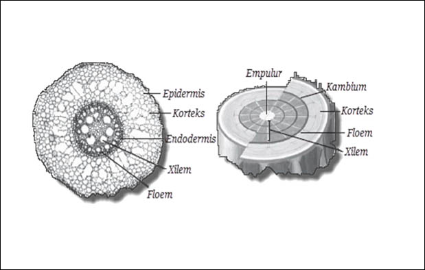 Rangkuman Biologi JARINGAN PADA TUMBUHAN ;Pengertian