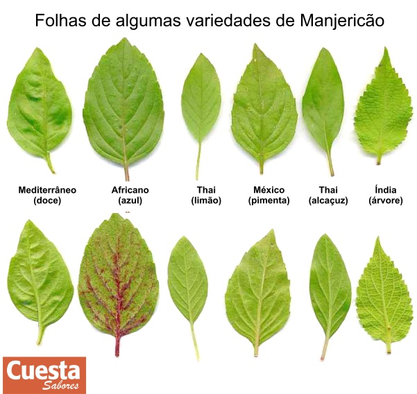 Resultado de imagem para manjeric&Atilde;&pound;o