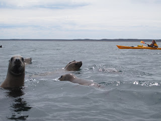 Expedicon en Kayak de Mar en Patagonia. Vida Marina, entre Ballenas, Lobos Marinos y Pinguinos