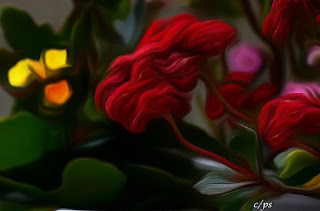 Blumen, flores, Flower, fleurs, květiny, Flores, blomme Blumen, flores, Flower, fleurs, květiny, Flores, blomme, blommor, çiçekler, kwiaty, Flor, Hoa, nở hoa, floración, bloom, Kukka, kukinta, La floraison, Fiore