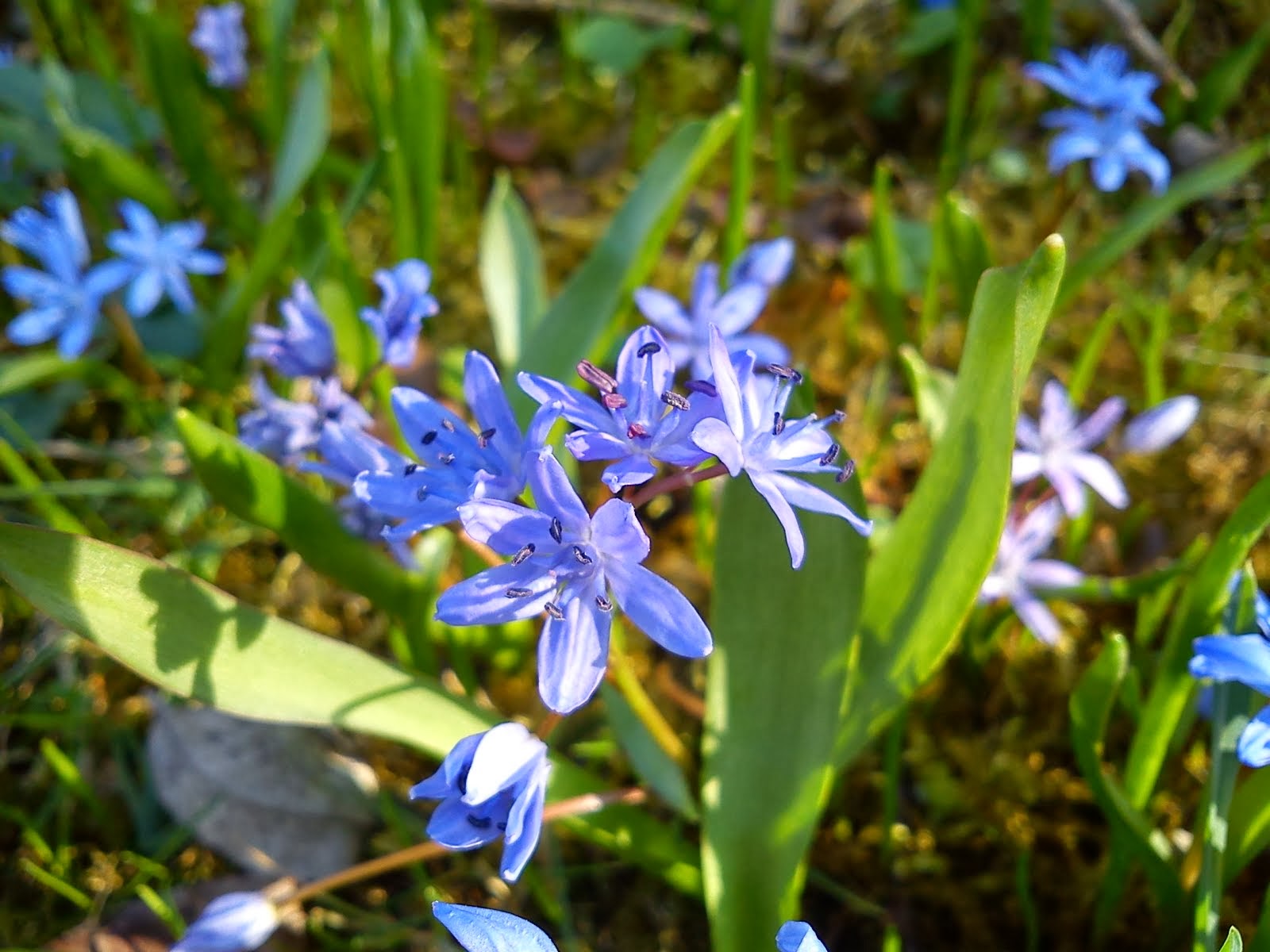 My Passion: Wild Flowers