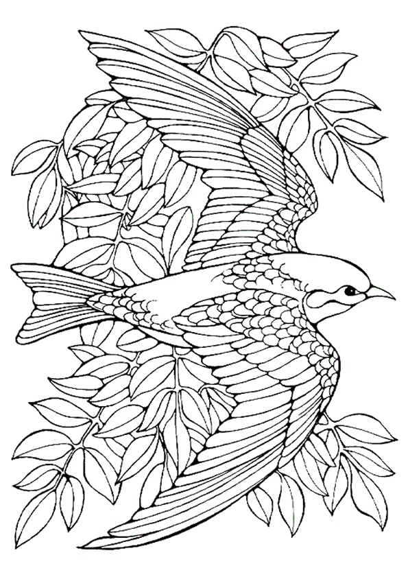Oiseau Coloriage Imprimer  Liberate