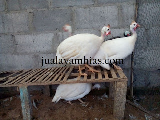 Ayam Mutiara Putih Dewasa