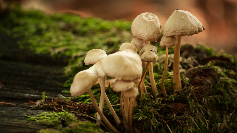 Fungus