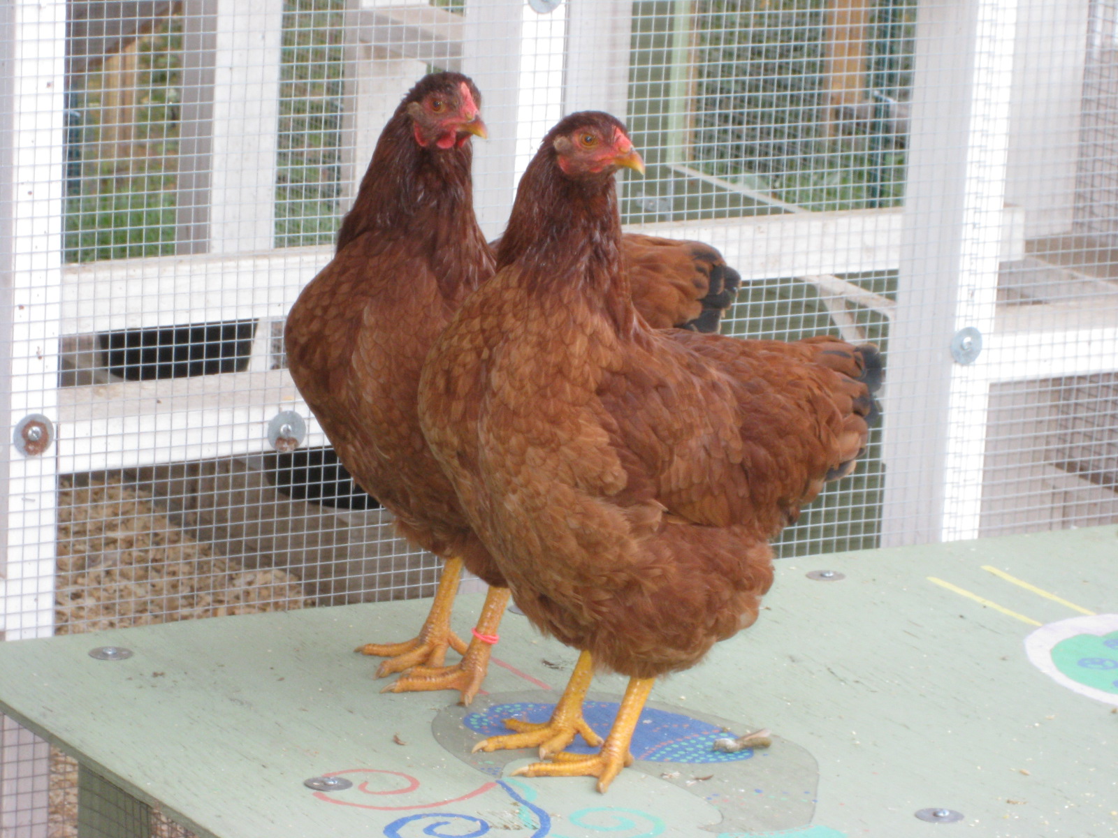 Red Bucket Farm New Pullets