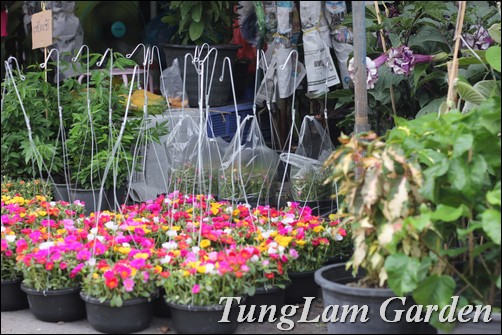 cây cảnh Thái Lan, sưu tầm cây cảnh, sưu tầm hoa cảnh, hoa chậu, hoa lan, Tử linh lan, Xương rồng, sen đá, cây không khí, cẩm cù, hoa cẩm cù cây cảnh Thái Lan, sưu tầm cây cảnh, sưu tầm hoa cảnh, hoa chậu, hoa lan, Tử linh lan, Xương rồng, sen đá, cây không khí, cẩm cù, hoa cẩm cù