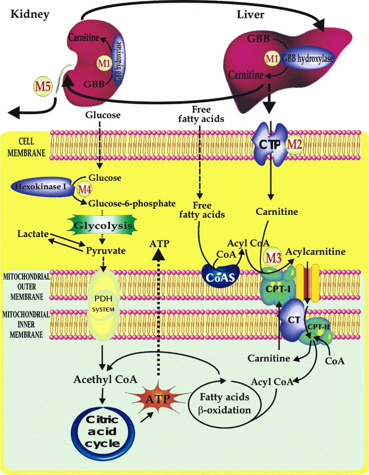 Medical Biochemistry