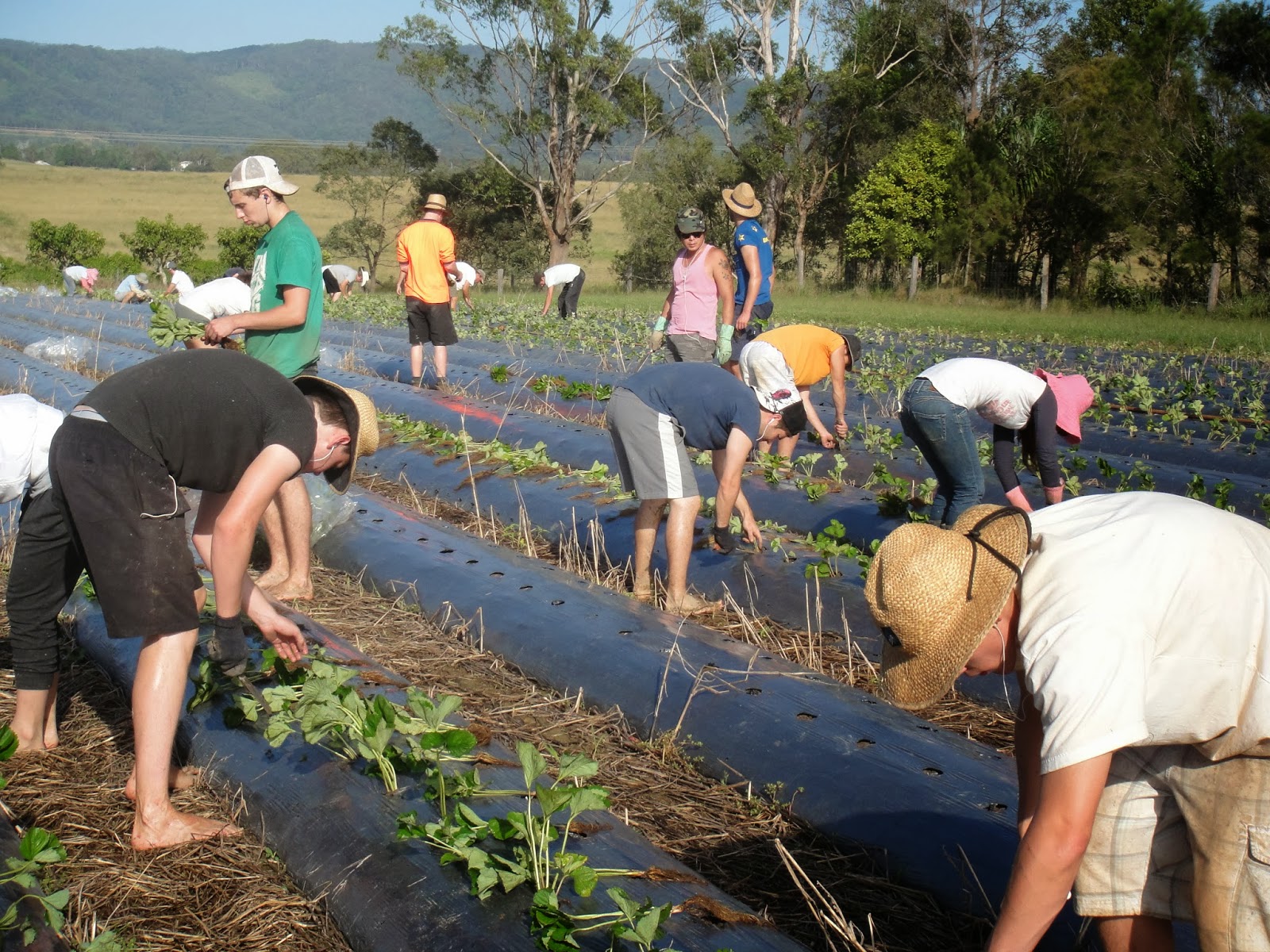 Strawberry Sue Sharehouses and Work Strawberries and Strawberries