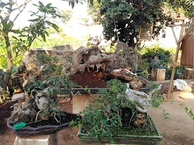 Bonsai Serut:_Jin_Kasama ( santricerdas.com )