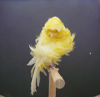 Burung Kenari Parisia Frilled - Solusi Penangkaran Burung Kenari - Mengenal Burung Kenari Parisia Frilled - Kenari Postur Burung Kenari Parisia Frilled - Solusi Penangkaran Burung Kenari - Mengenal Burung Kenari Parisia Frilled - Kenari Postur