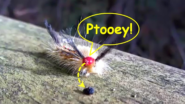 White-Marked Tussock Moth Caterpillar spits a grape