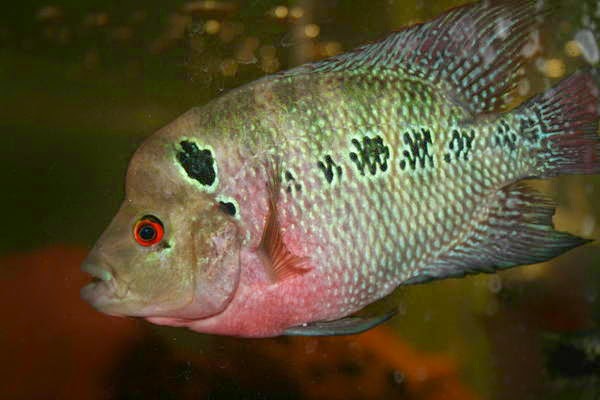 Jenis Jenis Ikan Louhan Alias Flowerhorn