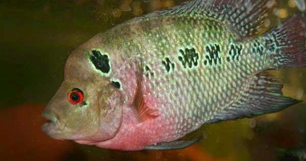 Trimac Cichlid (Cichlasoma trimaculatum)