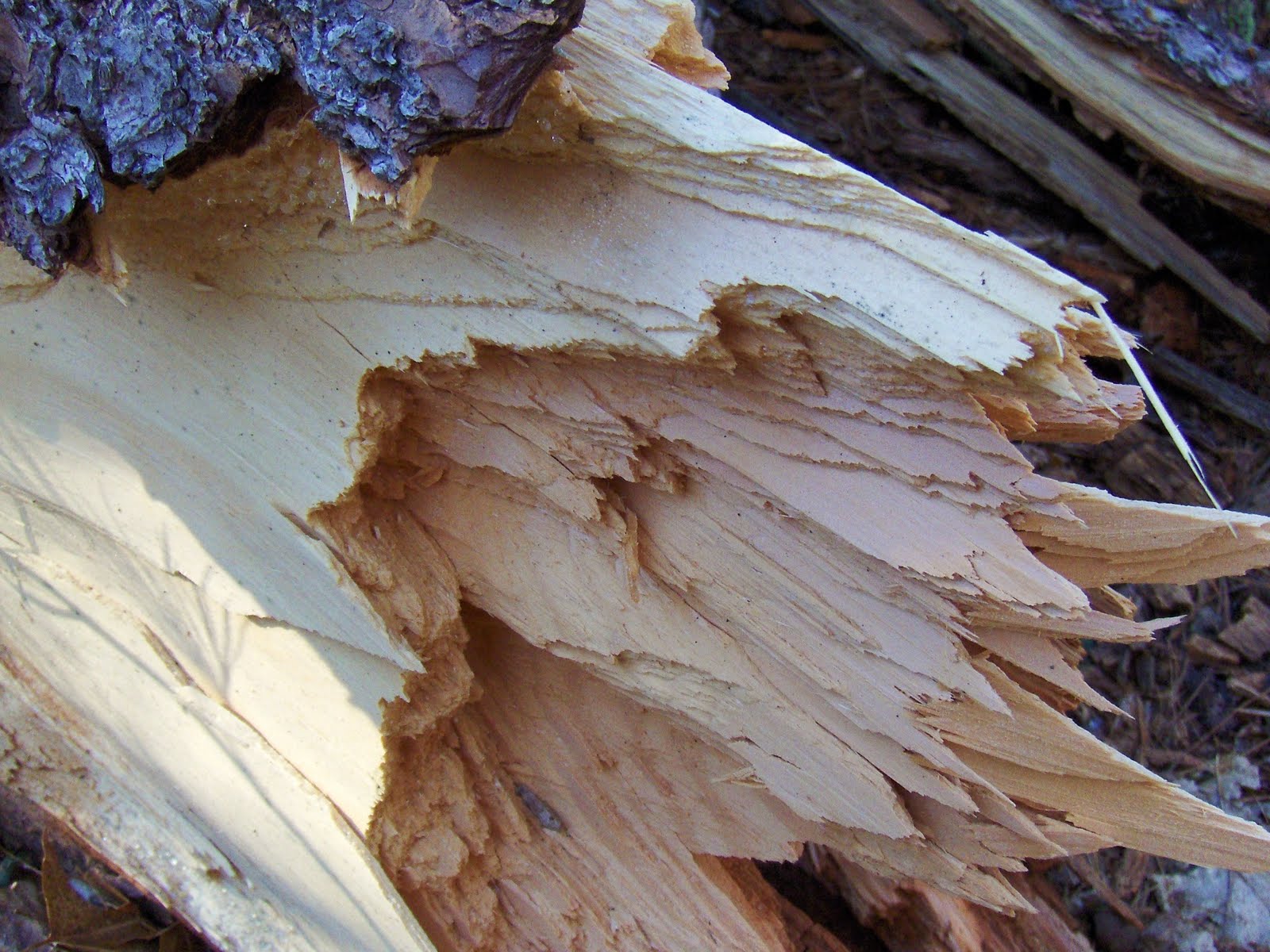 Rock Piles Broken Wood