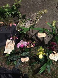 , Orchidee dal mondo – 2016 – Monteporzio Catone, diarid'orchidee