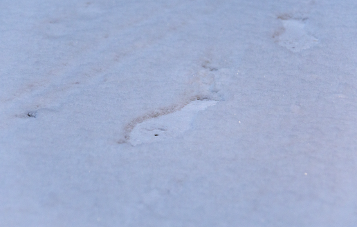 Schnee Schnee