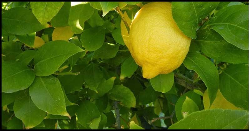 Wonderful Lemon Leaves Benefits For Skin Dr. Farrah MD