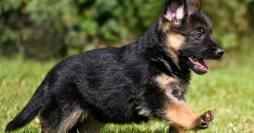 Cara Memelihara Anjing Herder Kecil German Shepherd Mengenal