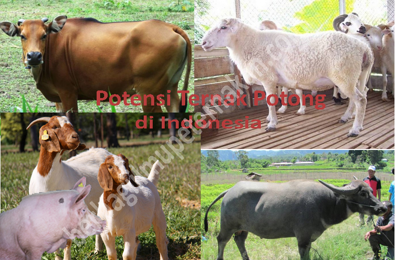 100 Gambar Babi Poland China Terlihat Keren 100 Gambar Babi Poland China Terlihat Keren