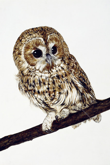 owl wallpaper