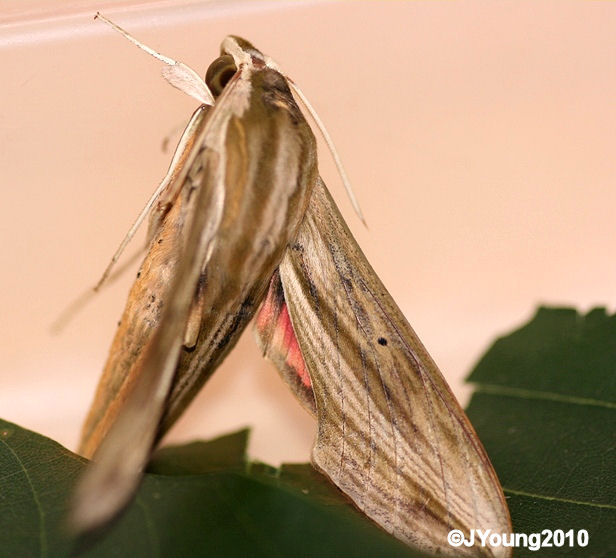 South African Photographs Caterpillar Silver Striped Hawk Moth