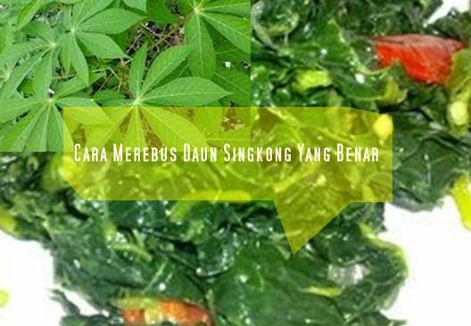 Cara Merebus Daun Singkong Yang Baik Dan Benar Cara Merebus Daun Singkong Yang Baik Dan Benar
