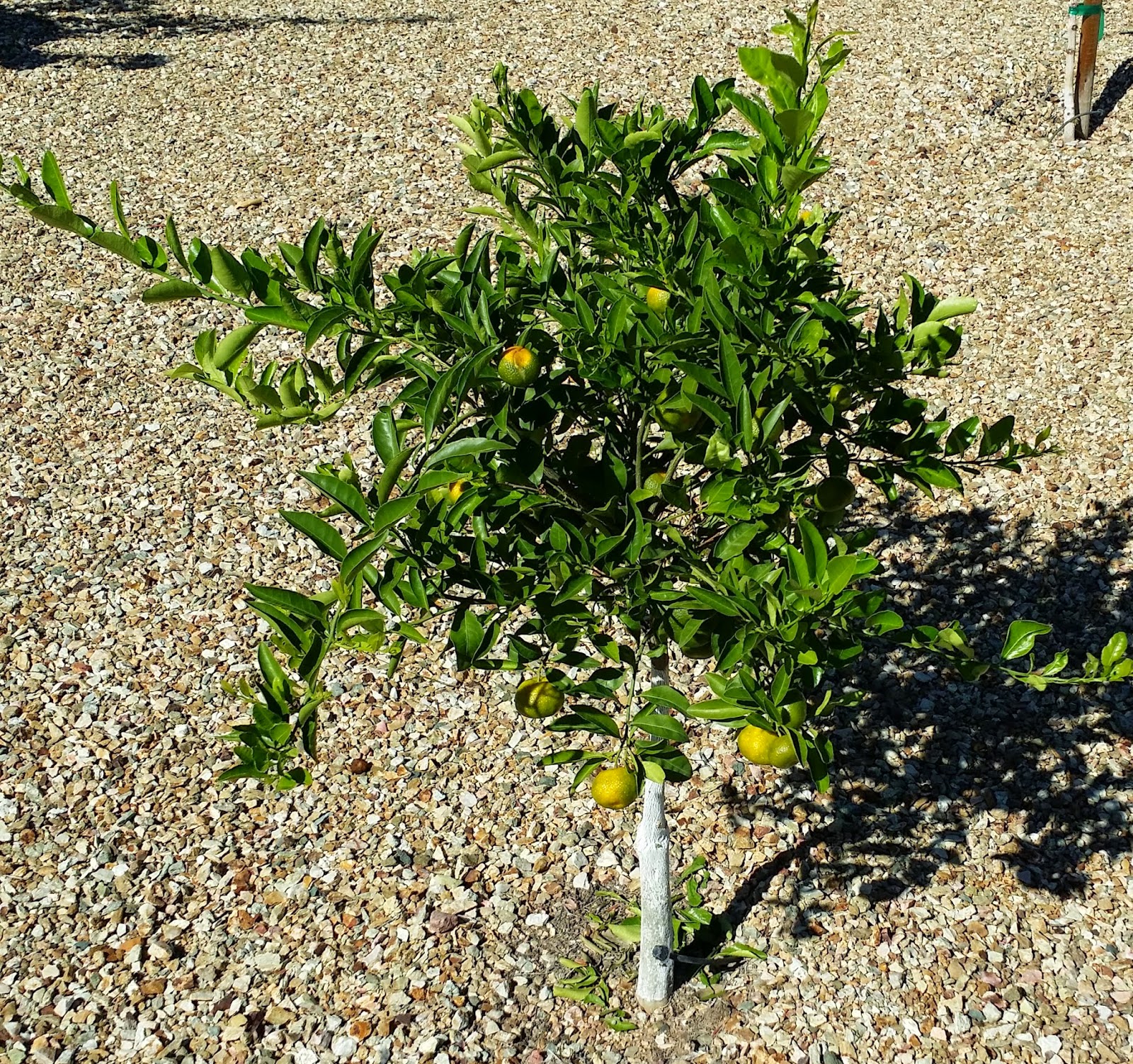 Wild Fiction Seedless Kishu Mandarin