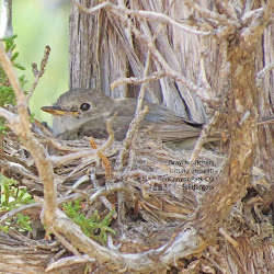 nest flycatcher gray bird birds nature