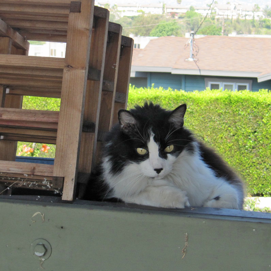 The Charmed Life Famous Tuxedo Cats in History
