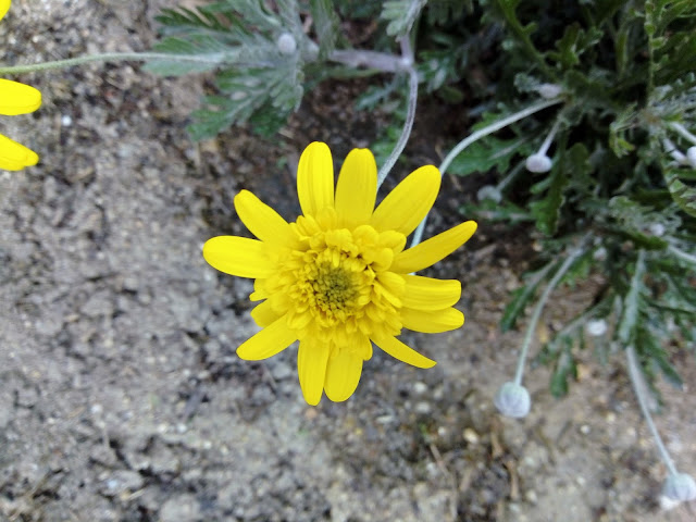 Margarita amarilla (Euryops pectinatus (L.) Cass.).