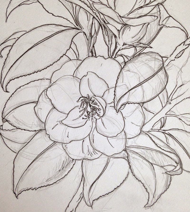 Dianne Sutherland: Day 10 and 11, Camellia and Magnolia Sketches ...