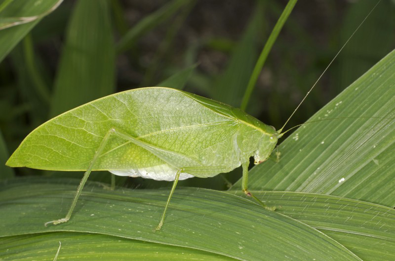 Flora Urbana PresqueFeuilles