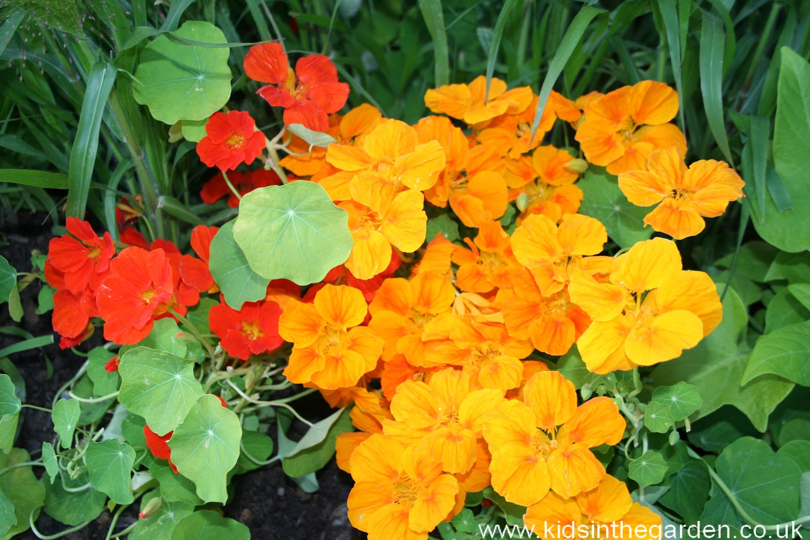 Out2play in the garden Floral Friday Nasturtiums What to Plant