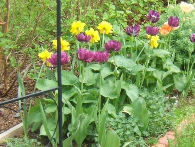 Tulppaanit ja narsissit kukkivat yhtä aikaa.