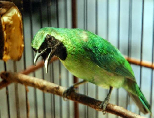 Upkedupke Harga Burung Cucak Terbaru 2015
