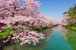 Cherry Blossom Sakura - berbagaireviews.com