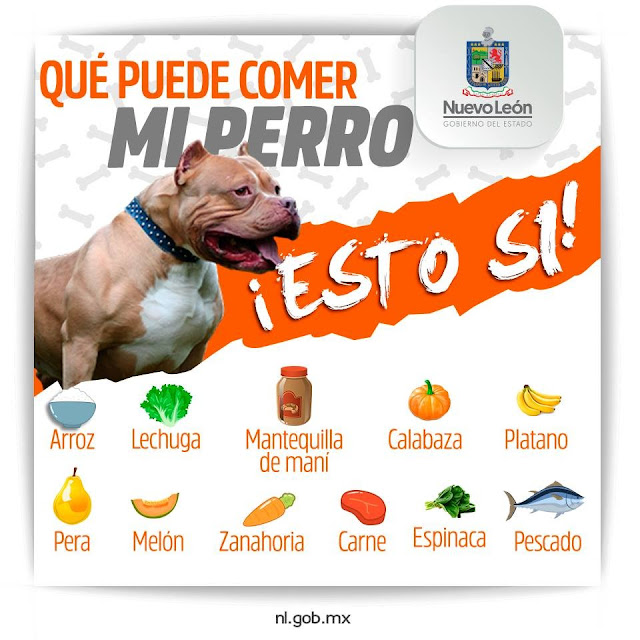 ¿Qué alimentos puede comer mi perro?